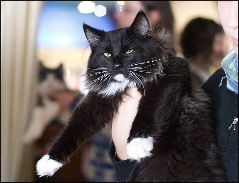 Cetsuko de Maneki Neko 2.jpg - Cetsuko de Maneki Neko